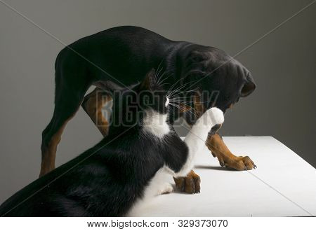 On The Table Is A Three-month-old Doberman Puppy, And The Cat Beats Him With His Paw.
