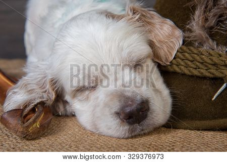 Small English Setter Puppy Dog With Knife And Duck