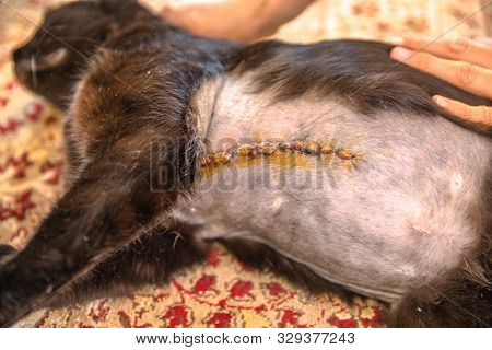 Incision Wound After A Mastectomy Surgery In A Cat. Pet Care Examination And Medication Disinfecting