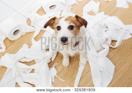 Guilty Dog Mischief After Play Bitting Rolling Toilet. Disobey Concept Alone Home