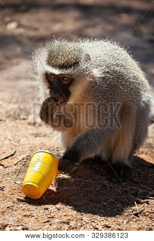 Global warming causing serious problems, animals coming to town to look for water