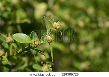 Japanese Box Branch With Flowers - Latin Name - Buxus Microphylla Var. Japonica