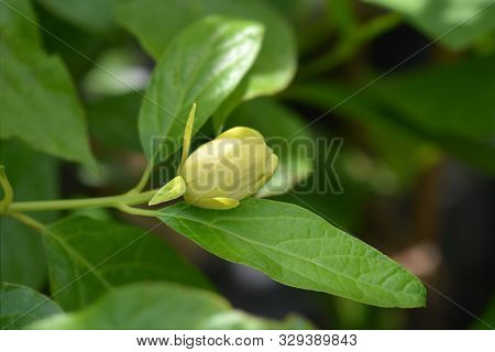 Chinese Sweetshrub Flower Bud - Latin Name - Calycanthus Chinensis
