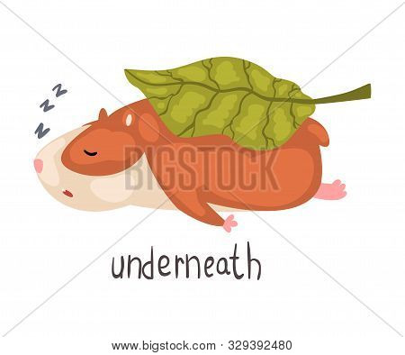 Underneath English Language Preposition Of Place And Cute Sleeping Hamster Character, Educational Vi
