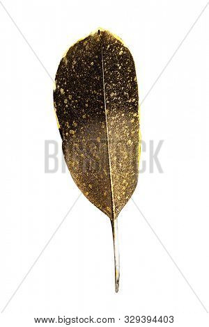 The feather is covered with gold paint close-up. Pen for calligraphy. Golden feather.