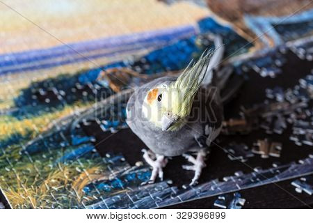 Parrot Corella (nymphicus Hollandicus) Sitting On The Puzzle Pieces. Final Of Jigsaw Puzzle Game, To