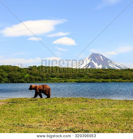 Brown Bear (ursus Arctos Beringianus) Walking Near Kurile Lake Against The Background Of The Volcano