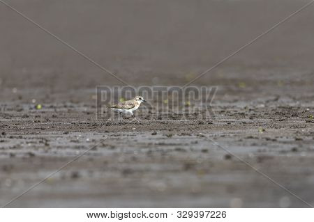 Foraging Little Stint Calidris Minuta On Spring Migration. At Bassien Beach Mumbai  Maharashtra Indi