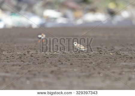 Foraging Little Stint Calidris Minuta On Spring Migration. At Bassien Beach Mumbai  Maharashtra Indi