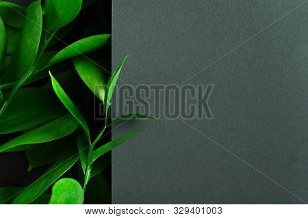 Tea Tree Green Leaves On Dark Background. Foliage Backdrop With Copyspace. Botanical Composition, Ec