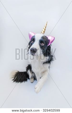 Funny Kawaii Portrait Puppy Dog Border Collie With Unicorn Horn Isolated On White Background. Dog Wi