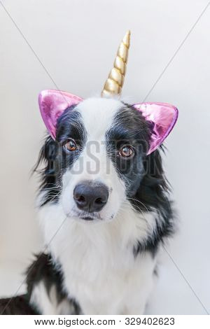 Funny Kawaii Portrait Puppy Dog Border Collie With Unicorn Horn Isolated On White Background. Dog Wi