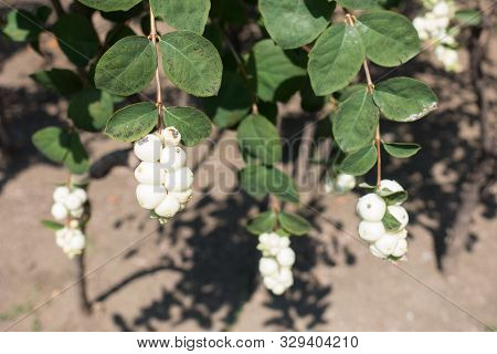 Pure White Berries Of Symphoricarpos Albus In August