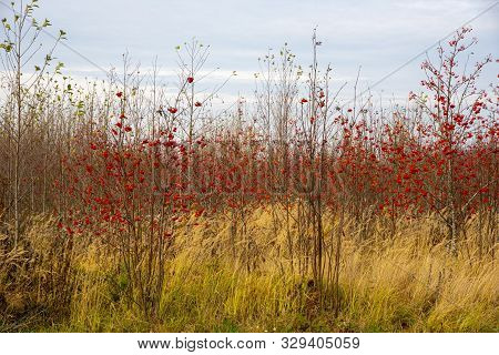 In The Field There Are Red Rowans, Around Golden Ears, All This Against The Background Of A Cloudy S