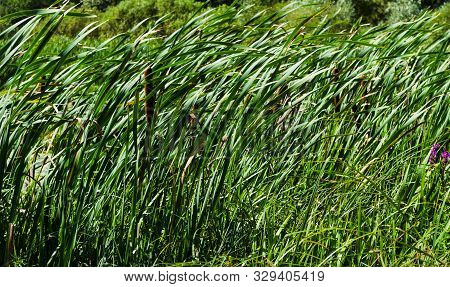 Reed Seeds. Reed Grass In The Fall In The Sun. Abstract Natural Background. Closeup Image. Reed Gras