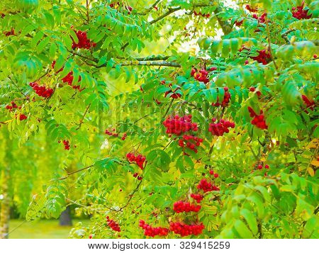 Red Mountain Ash Close-up. Branches With Vibrant Red And Orange Ripe Mountain Ash Close Up. Rich Har