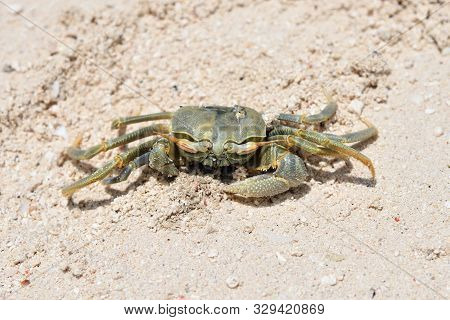 Sea Crab In The Sand Near The Water. Kendwa Beach, Zanzibar, Tanzania, Africa