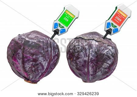 Nitrate Testers With Purple Cabbages. Measurement Of Nitrate Levels In Red Cabbage, Normal Range And