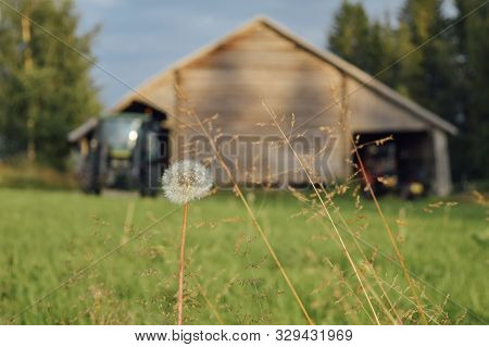 Blurred Old Wooden Farm Barn With Tractor In Finnish Countryside With Fluffy Dandelion At Foreground