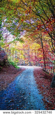 Autumn In Buila Vanturarita, Carpathian Mountains, Romania. Vivid Fall Colors In Forest. Scenery Of 