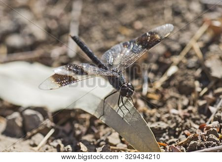 Closeup Macro Detail Of Band-winged Dragonlet Erythrodiplax Umbrata Dragonfly Perched On Dead Leaf