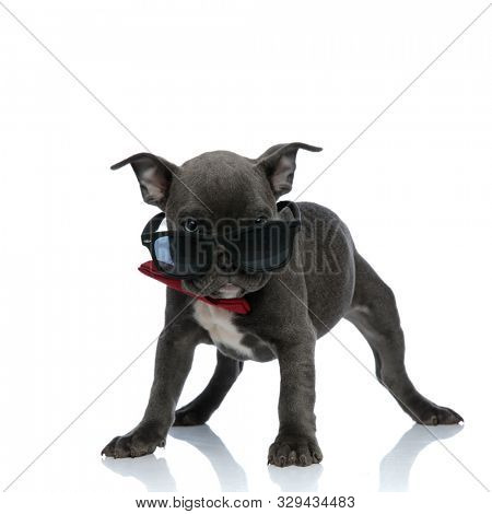 cute american bully wearing sunglasses and a red bowtie, looking to side and standing isolated on white background, full body