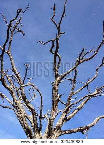Looking Up At A Blue Sky Under The Bare Branches Of An Old Tree In Serengeti National Park In Tanzan