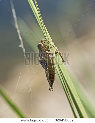 Closeup Macro Detail Of Egyptian Grasshopper Anacridium Aegyptium On Plant Stalk In Field Meadow