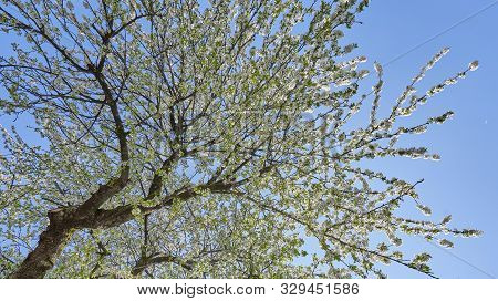 Beautiful Flowering Branches Of Cherry On A Background Of Blue Clear Sky. Thick And Dense Sakura Blo