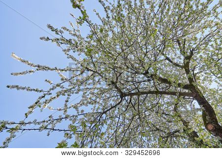 Beautiful Flowering Branches Of Cherry On A Background Of Blue Clear Sky. Thick And Dense Sakura Blo