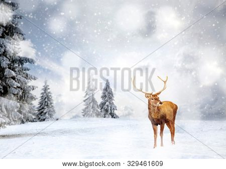magical Christmas card with oble deermale in fairy tale winter landscape
