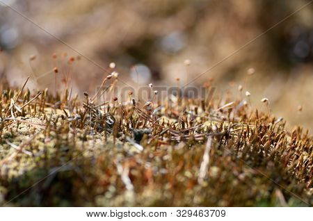 Beautiful Sphagnum Close Up. Shallow Depth Of Field. Perfect For Background And Wallpaper