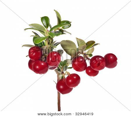 rama de frutos rojos, aislado sobre fondo blanco
