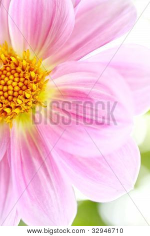 Bela luz rosa Dalia, Dália