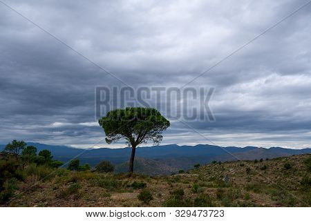 Lonely Tree In The Mountains In Province Of Girona, Catalunya, Spain. Old Pine On A Mountainside On 