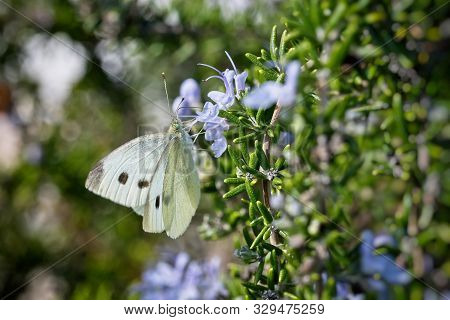Butterfly Small Cabbage White Pieris Rapae, Small To Medium-sized Butterfly. It Is Also Known Simply