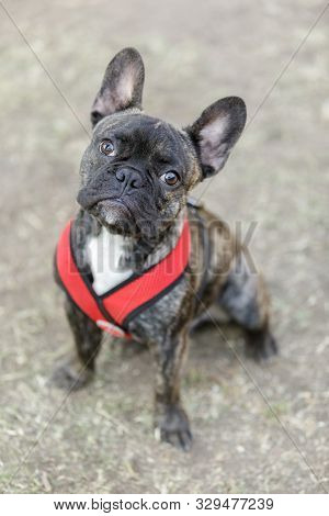 Brindle Frenchie Puppy Sitting And Looking Up. Off-leash Dog Park In Northern California.
