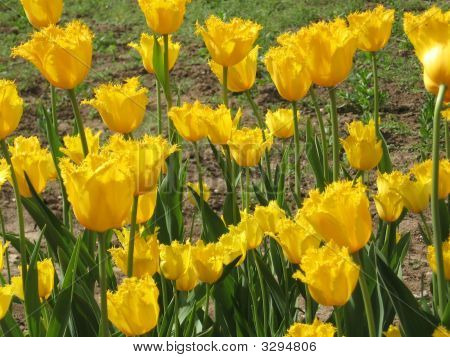 tulipani gialli