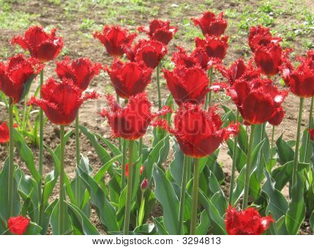 Tulipani rossi