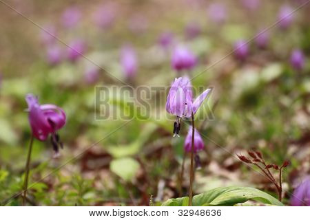 Katakuri (erythronium Japonicum)