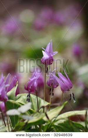 Katakuri (erythronium Japonicum)