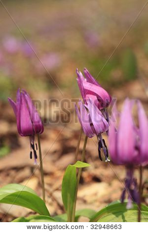 Katakuri (erythronium Japonicum)