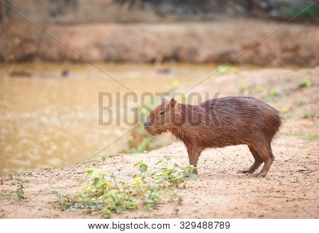 Hydrochaeris Hydrochaeris / Capybara In The National Park
