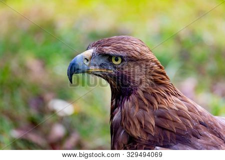 Portrait of a golden eagle with a disquieting gaze