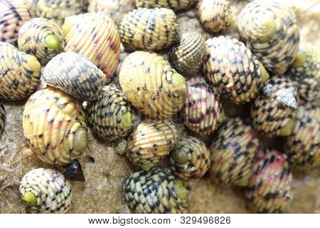 Snails On Rocks In The Florida Keys