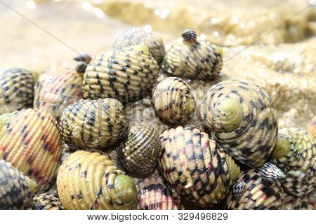 Snails On Rocks In The Florida Keys