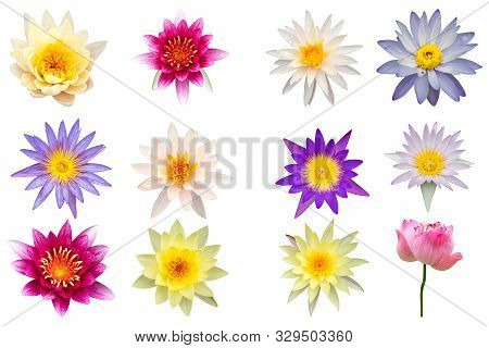 Variety Of Lotus Or Waterlily Collection Isolated On White Background