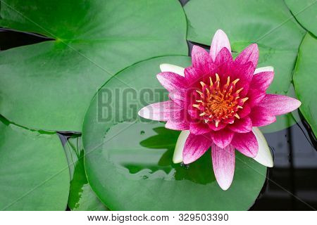 Beautiful Colorful Pink Blooming Lotus Flower In The Pond, Wanvisa