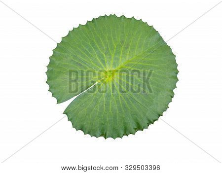 Lotus Leaf Isolated On White Background With Clipping Path, Waterlily Leaf
