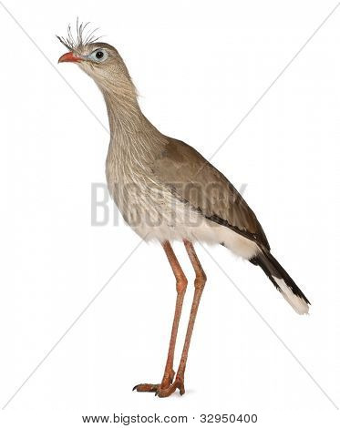 Červená legged Seriema nebo chocholatý Cariama Cariama hřebenitá, stojící před bílým pozadím